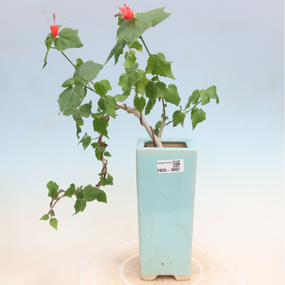 Bonsai voor binnen - Malvaviscus arboreus
