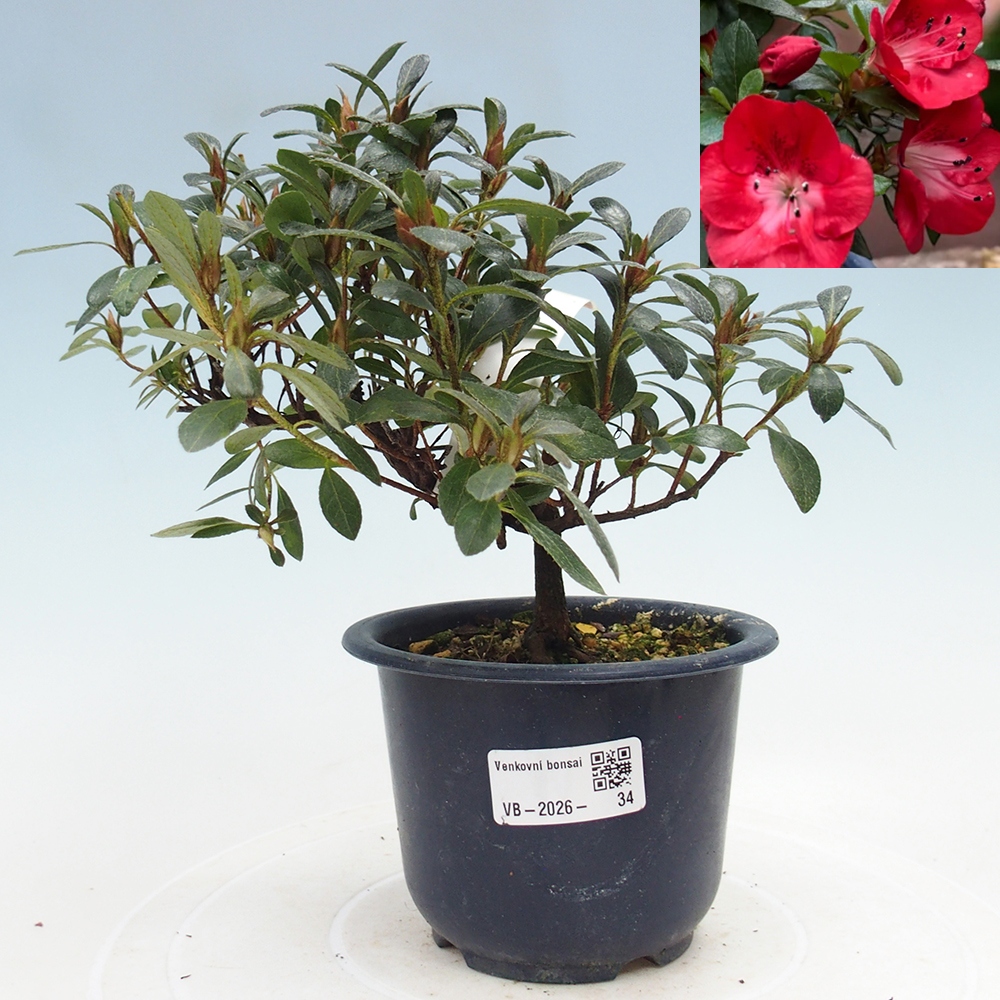 Bonsai voor buiten - Japanse Azalea - Azalea Benibeni