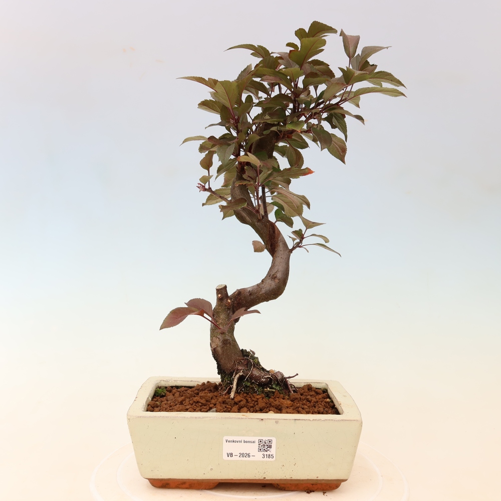 Bonsai voor buiten -Malus domestica - Roodbladige appelboom met kleine vruchten