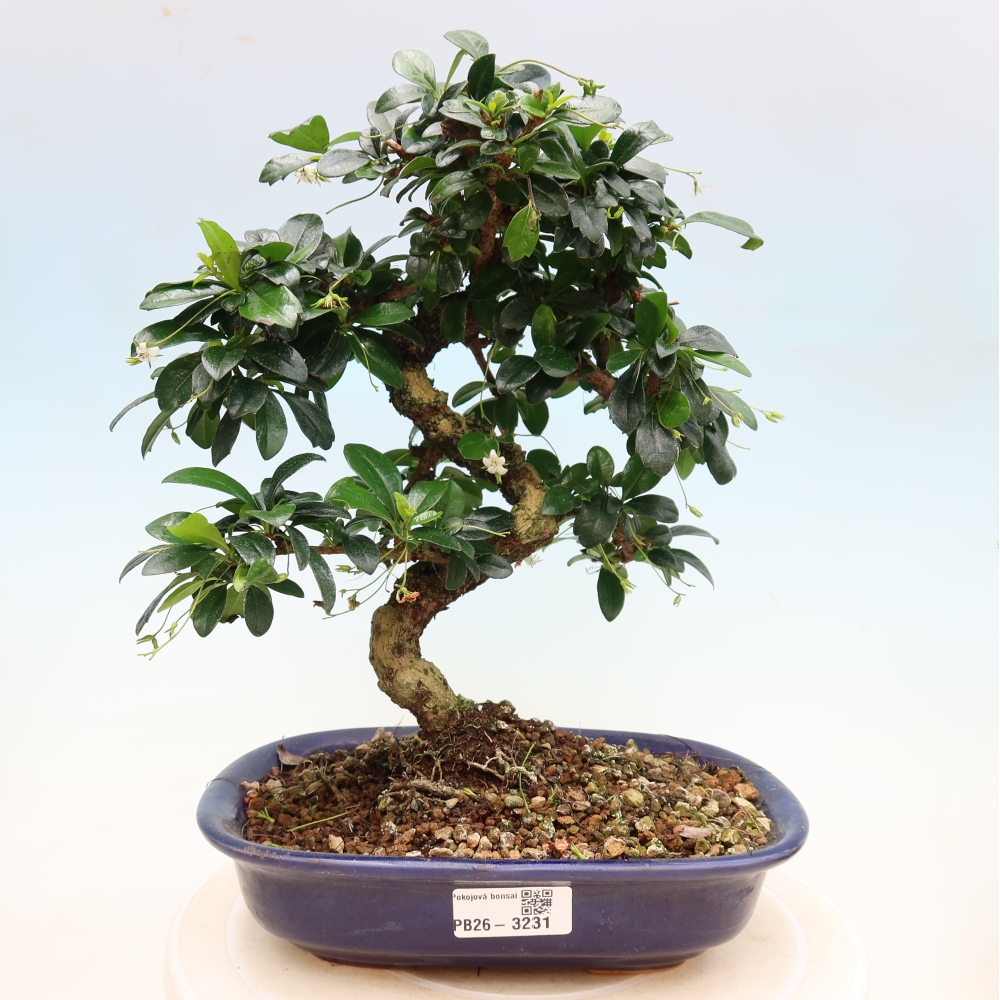 Kamerbonsai - Carmona macrophylla - Thee fuki