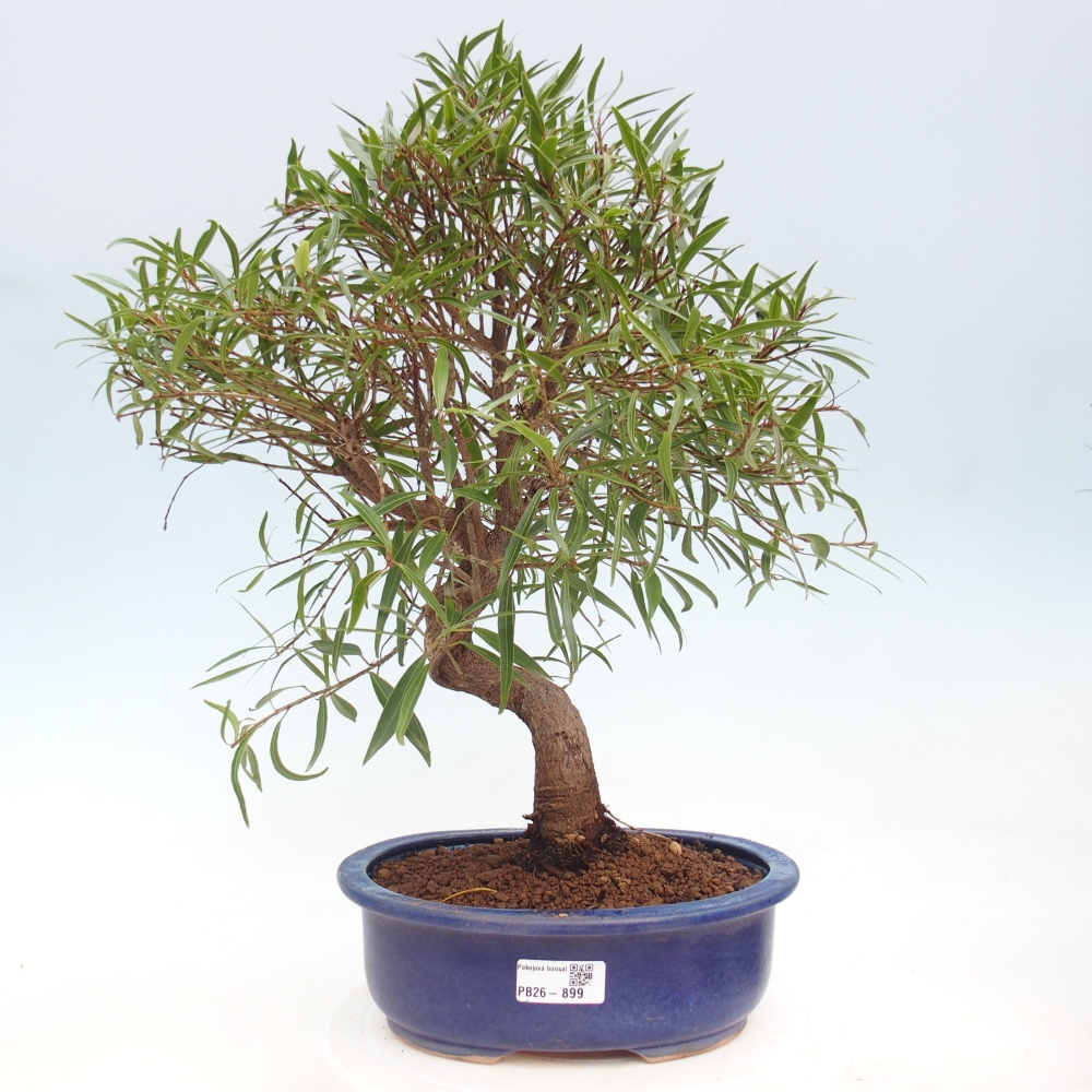 Kamerbonsai - Ficus nerifolia - kleinbladige ficus