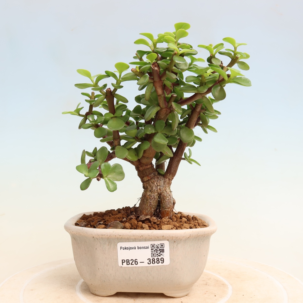 Kamerbonsai - Portulakaria Afra - Tlustice