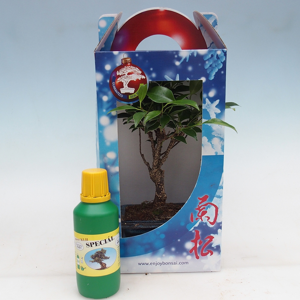 Kamerbonsai in geschenkverpakking Ficus retusa - Kleinbladige ficus