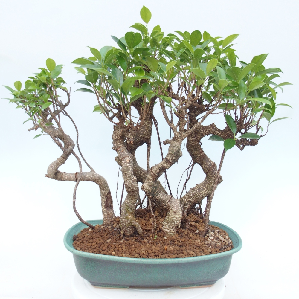 Kamerbonsai - Ficus kimmen - kleinbladige ficus
