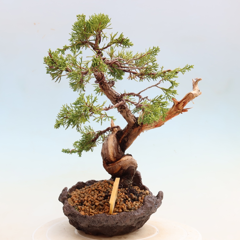 Bonsai voor buiten - Juniperus chinensis Itoigawa-Juniperus chinensis