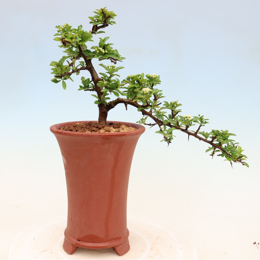 Buitenbonsai - Pyracantha teton - Vuurdoorn