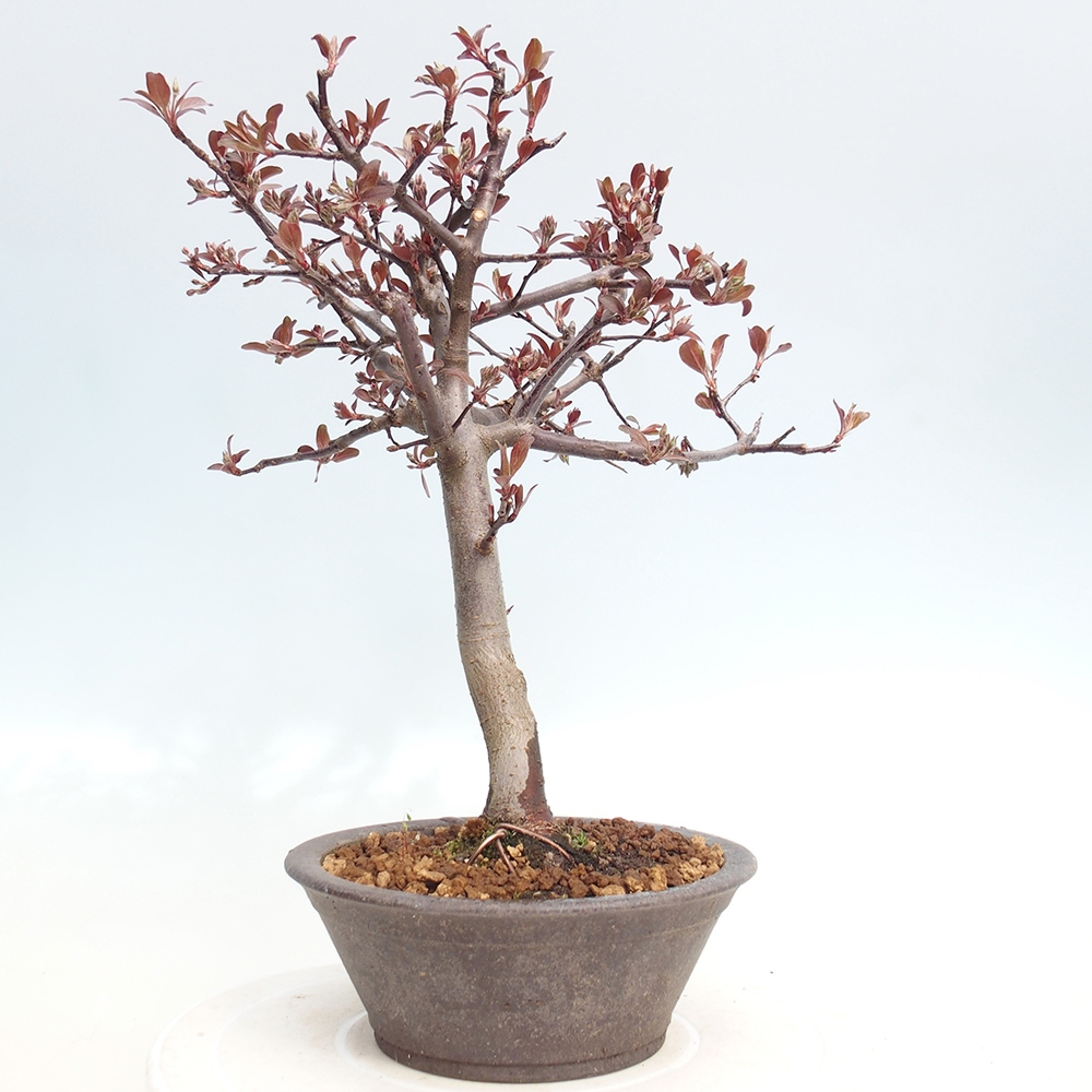 Bonsai voor buiten -Malus domestica - Roodbladige appelboom met kleine vruchten