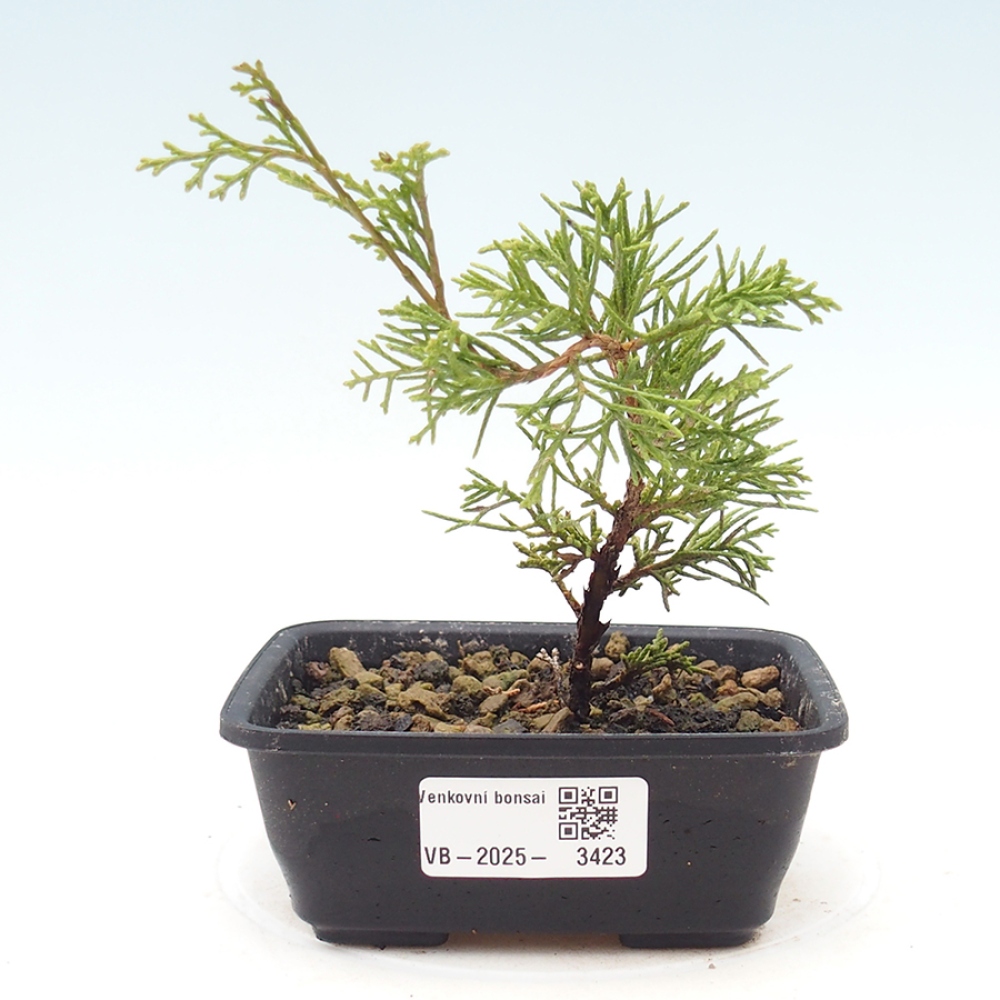Bonsai voor buiten - Juniperus chinensis Itoigawa