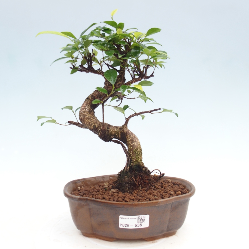 Kamerbonsai - Ficus kimmen - kleinbladige ficus