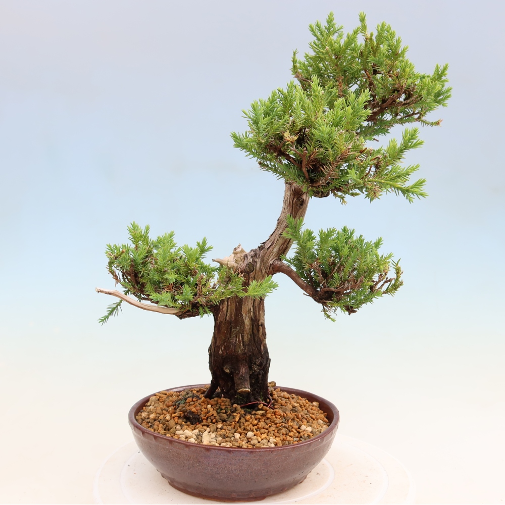 Bonsai voor buiten - Juniperus squamata – Schilferjeneverbes