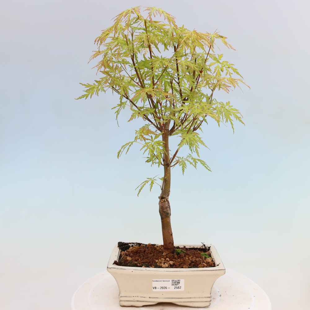 Bonsai voor buiten - Acer palmatum Dissectum