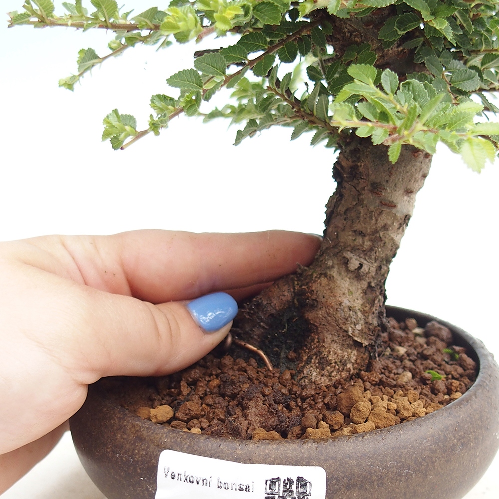 Bonsai voor buiten - Ulmus parvifolia Hokkaido - Chinese iep