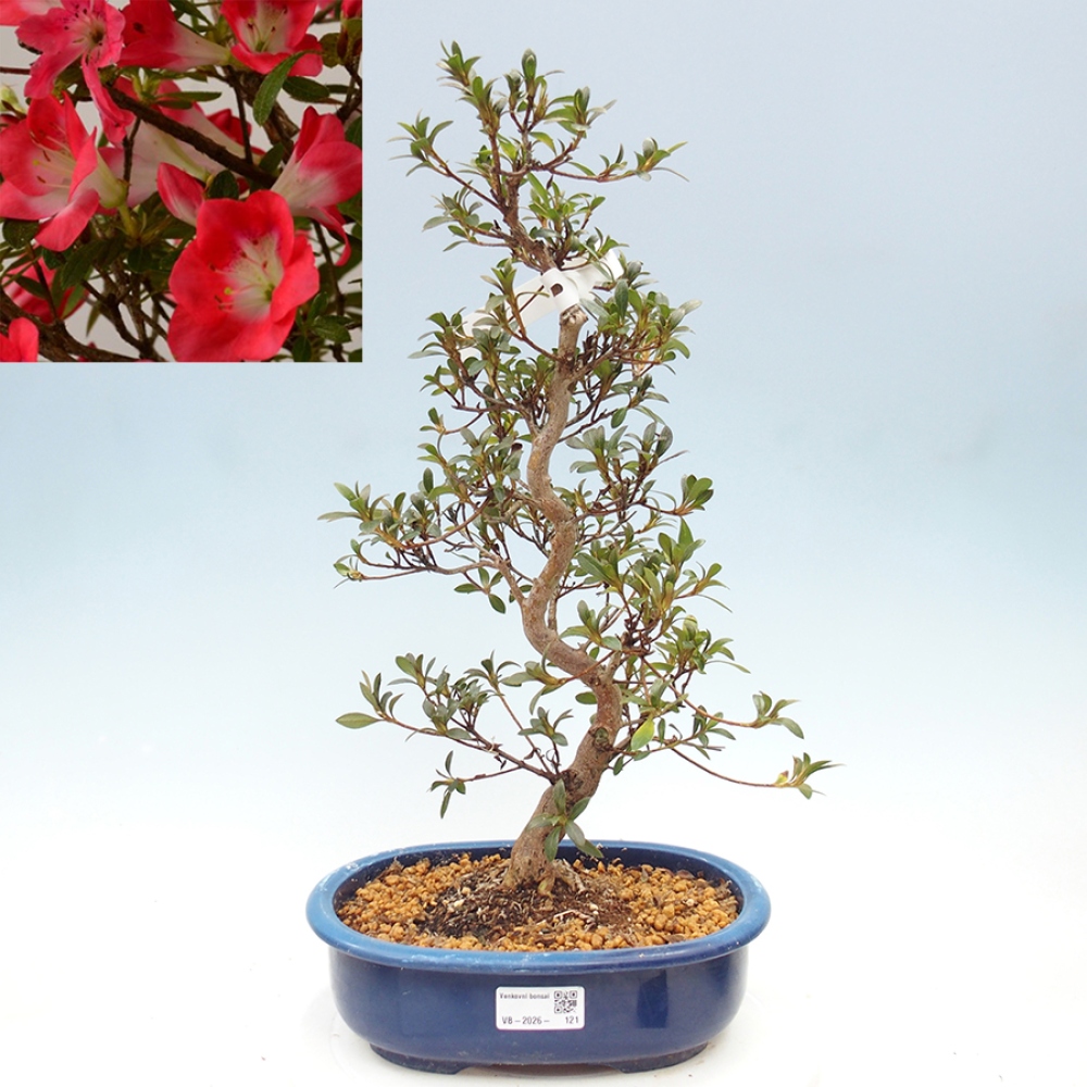 Bonsai voor buiten - Japanse Azalea - Azalea Beniko