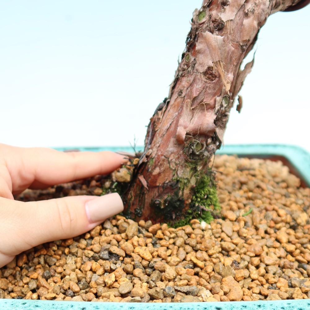 Bonsai voor buiten - Juniperus chinensis Kishu