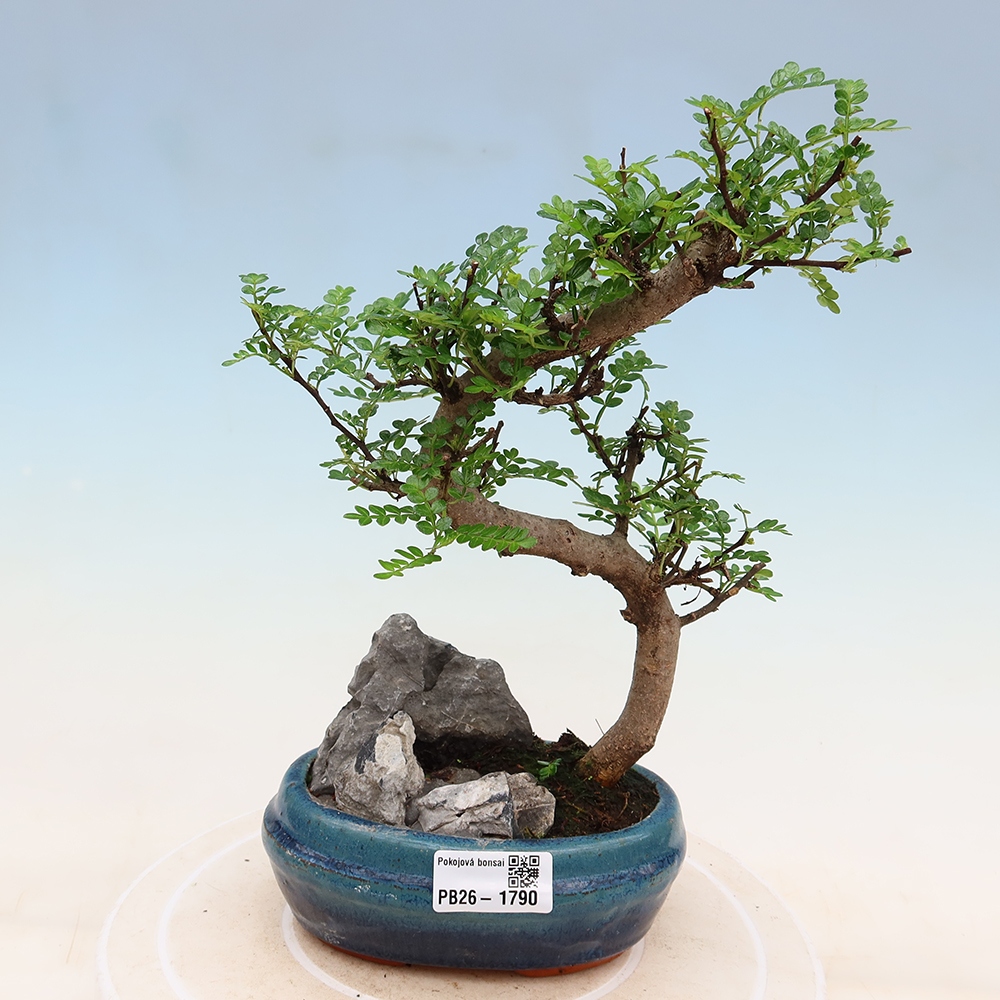 Kamerbonsai - Zantoxylum piperitum - peperboom