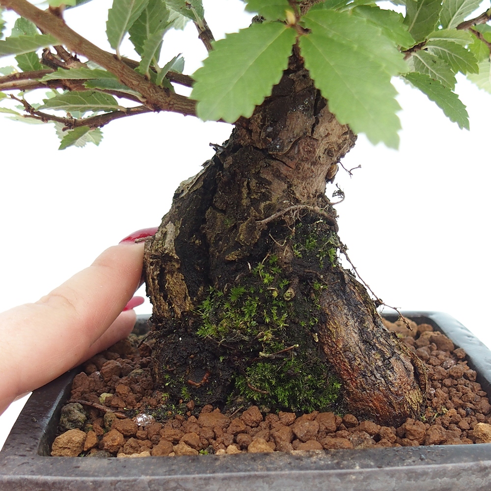 Bonsai voor buiten - Zelkova - Zelkova NIRE