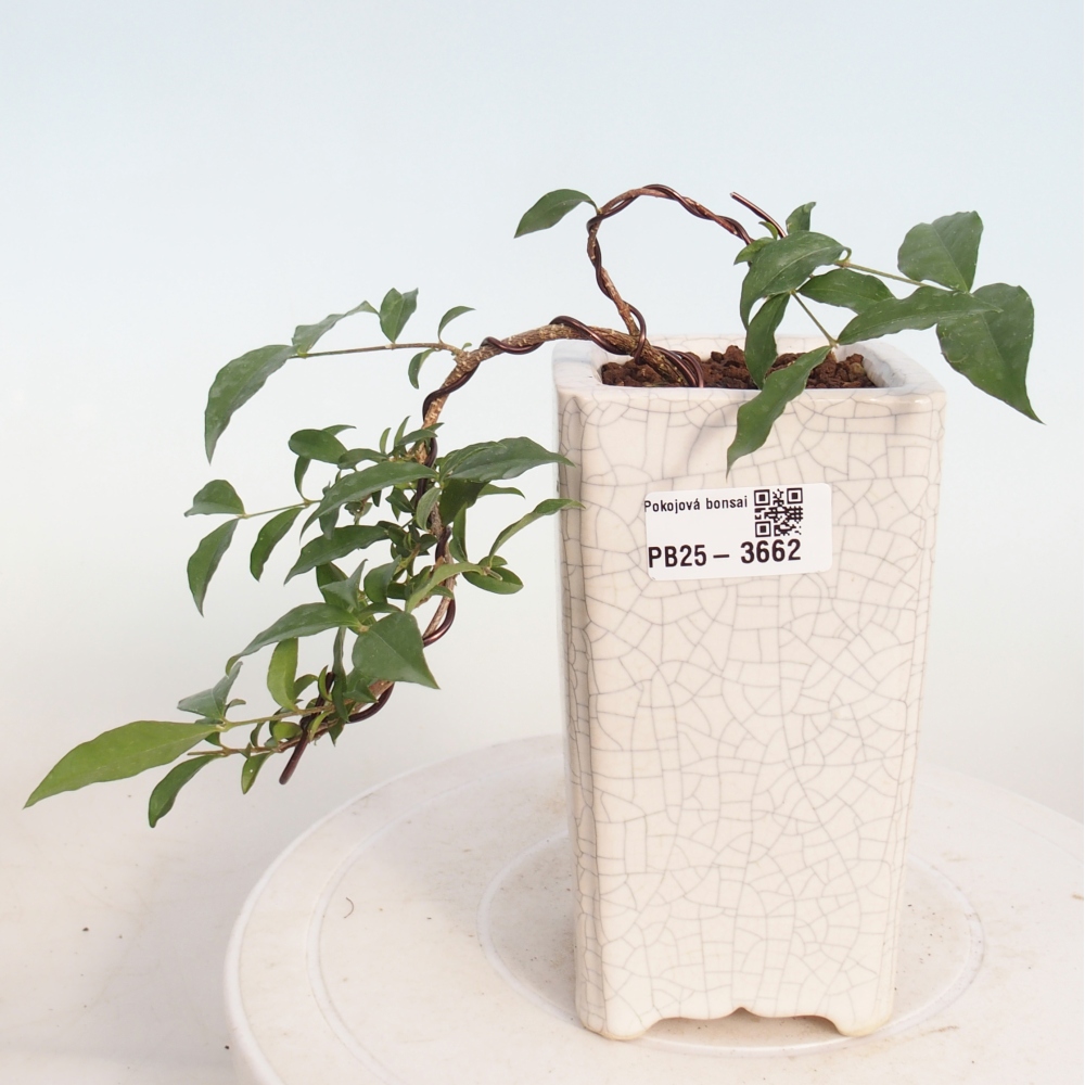 Kamerbonsai - Malpighia coccigera- Barbdor Kers