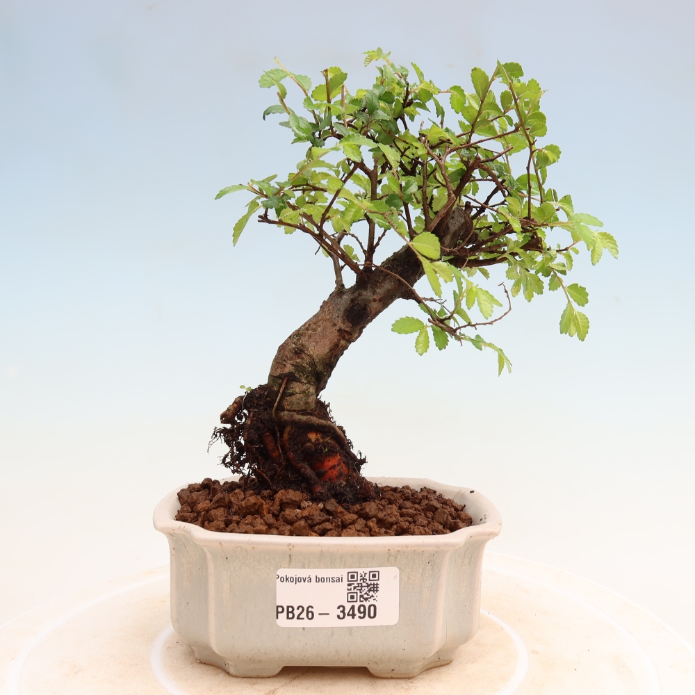 Kamerbonsai - Ulmus parvifolia - Winteriep