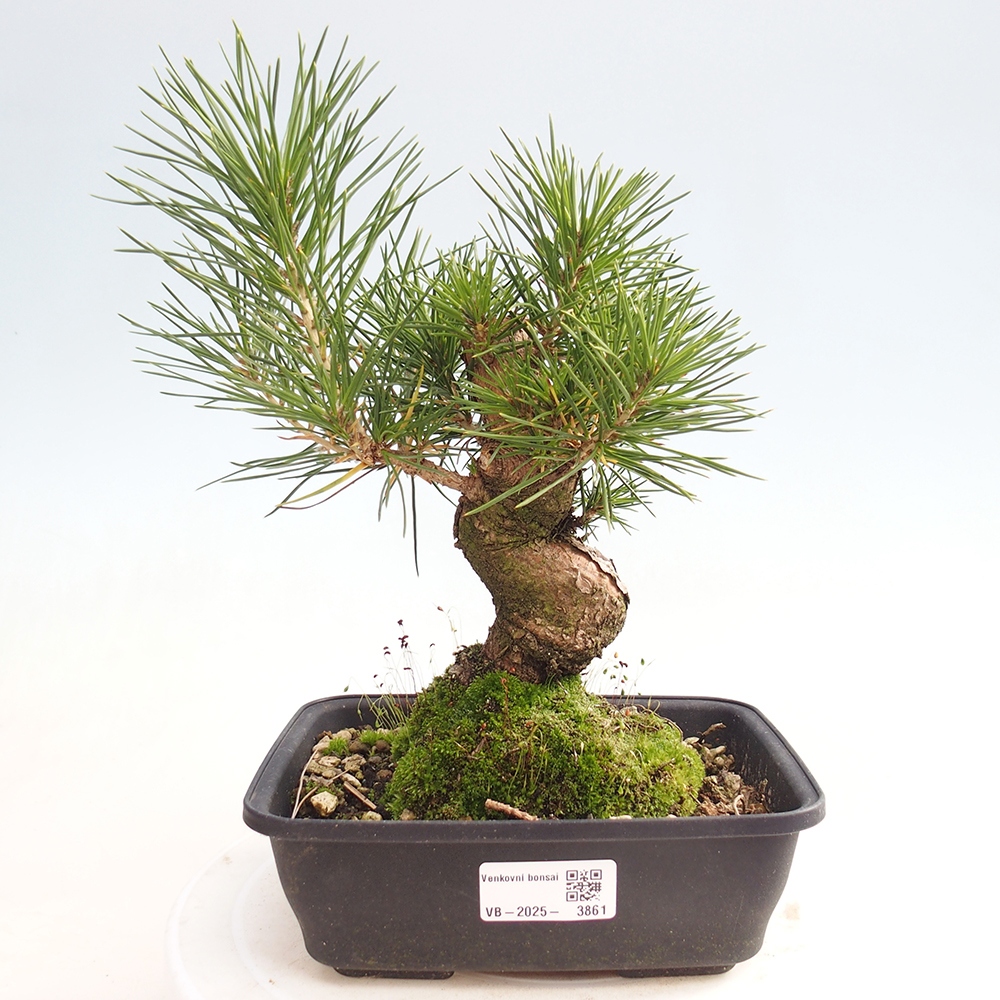 Bonsai voor buiten - Pinus thunbergii - Thunberg den