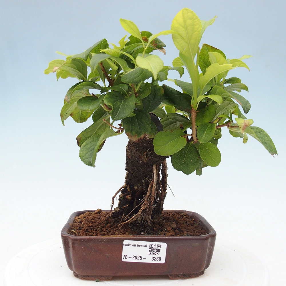 Bonsai voor buiten - Celastrus orbiculatus