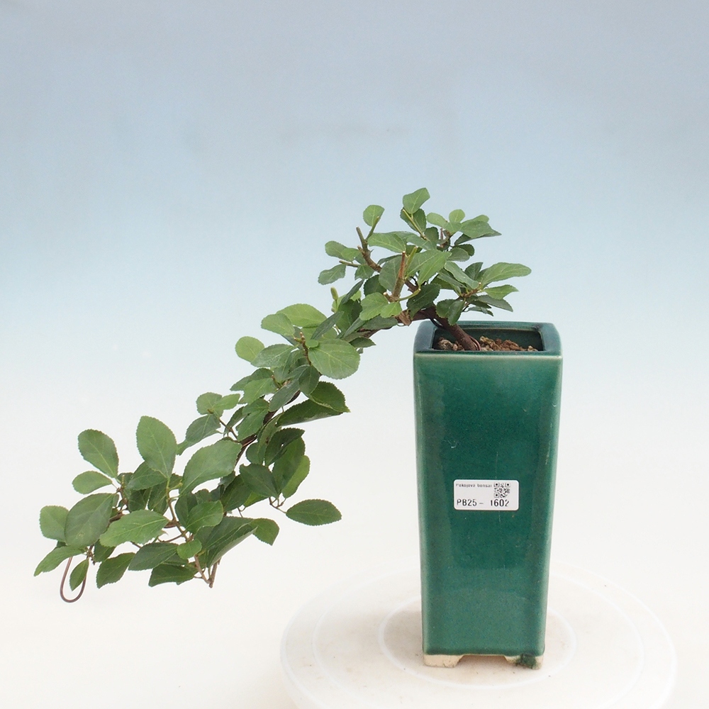 Bonsai - Grewia occidentalis - Lavendel zeester