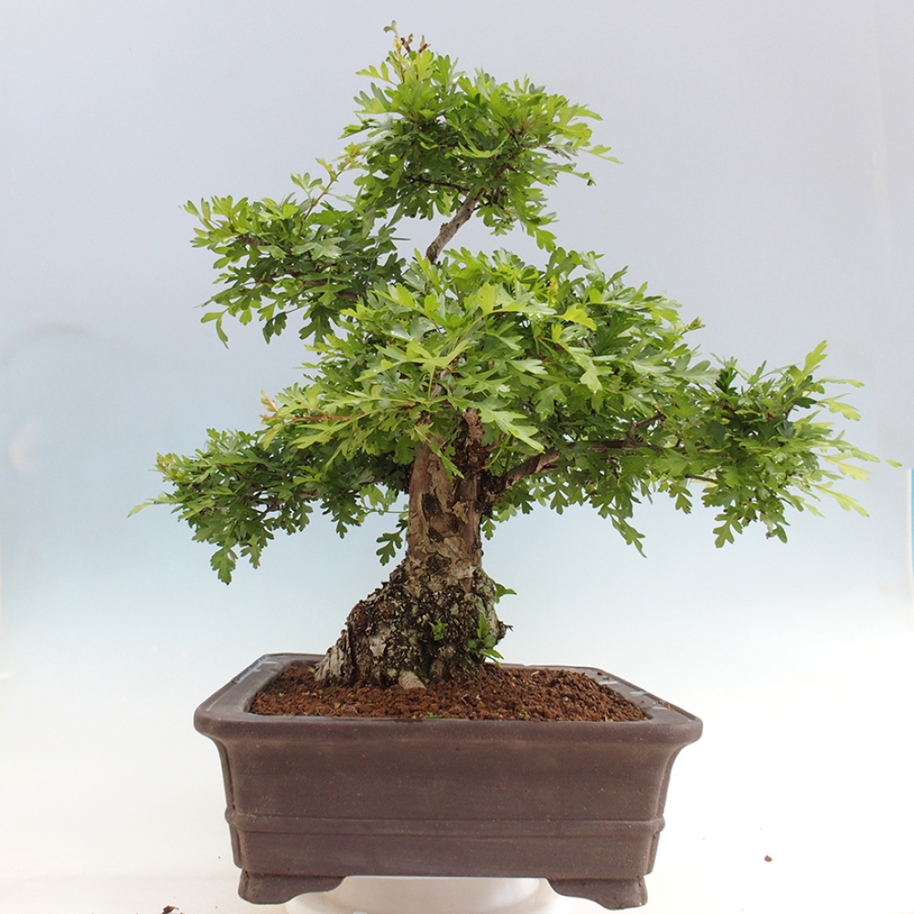 Bonsai voor buiten - Meidoorn - Crataegus monogyna