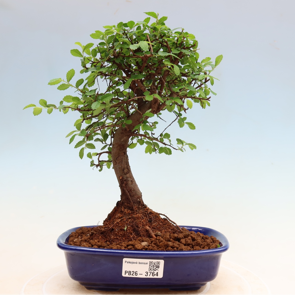 Kamerbonsai - Ulmus parvifolia - Winteriep