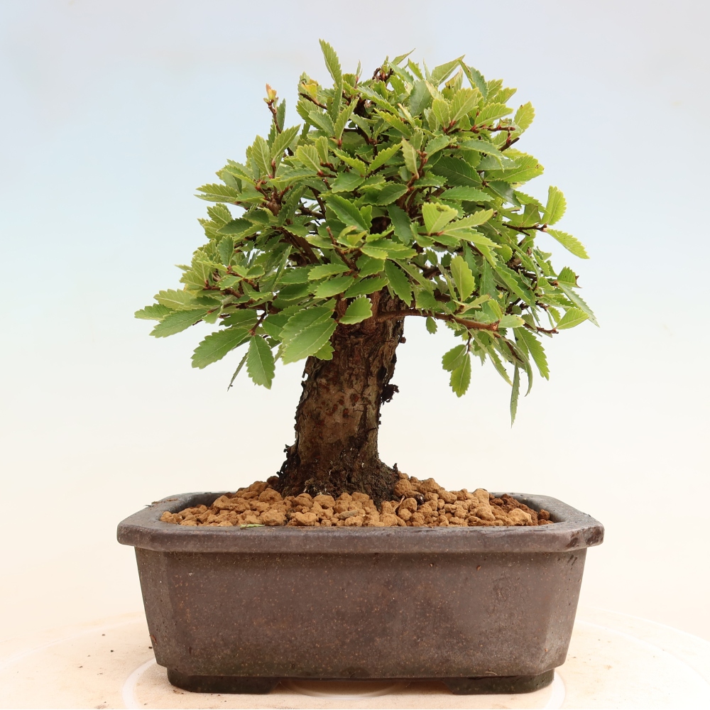 Bonsai voor buiten - Zelkova - Zelkova NIRE