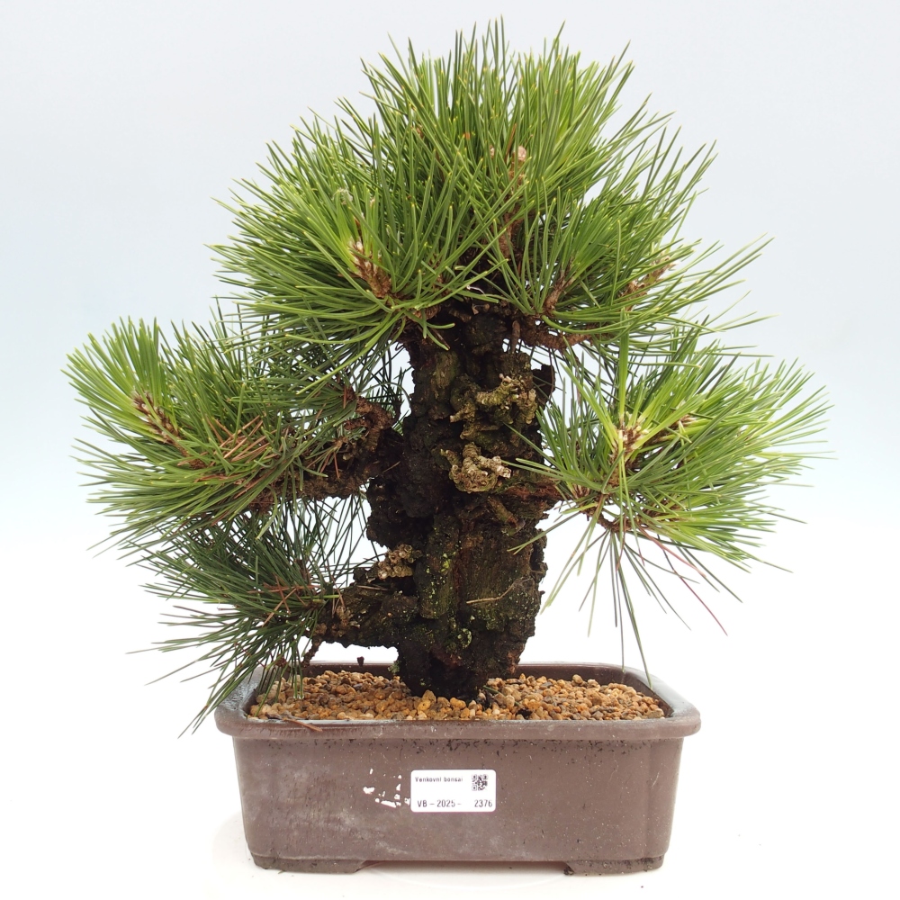 Bonsai voor buiten - Pinus thunbergii - Thunberg den