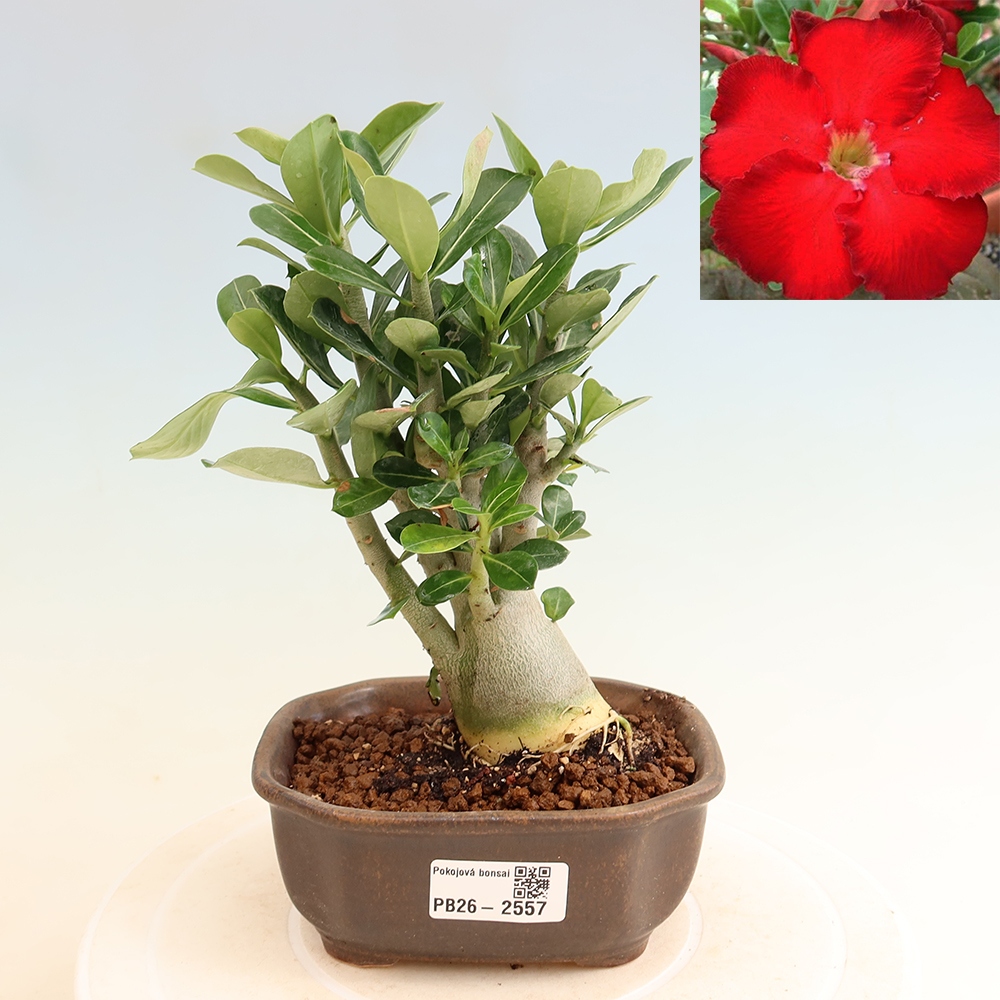 Kamerbonsai - Adenium obesum Red Star - Woestijnroos