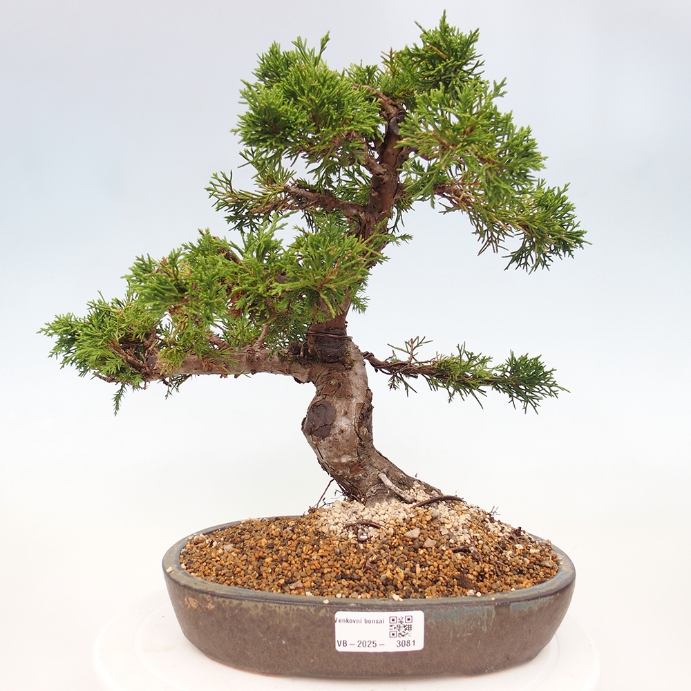 Bonsai voor buiten - Juniperus chinensis Itoigawa