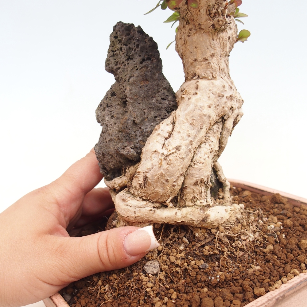 Bonsai voor buiten - Berberis coreana