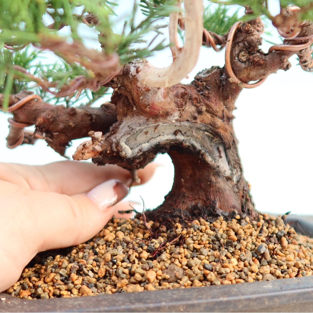 Bonsai voor buiten - Juniperus chinensis Itoigawa