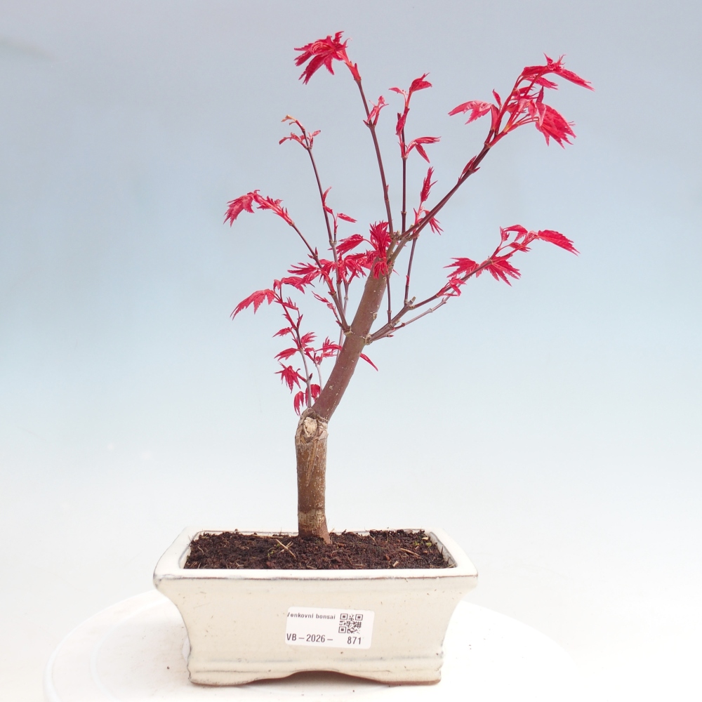 Bonsai voor buiten - Acer palmatum DESHOJO