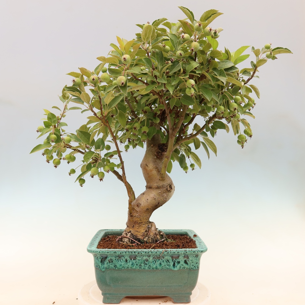 Bonsai voor buiten -Malus halliana - Appelboom met kleine vruchten