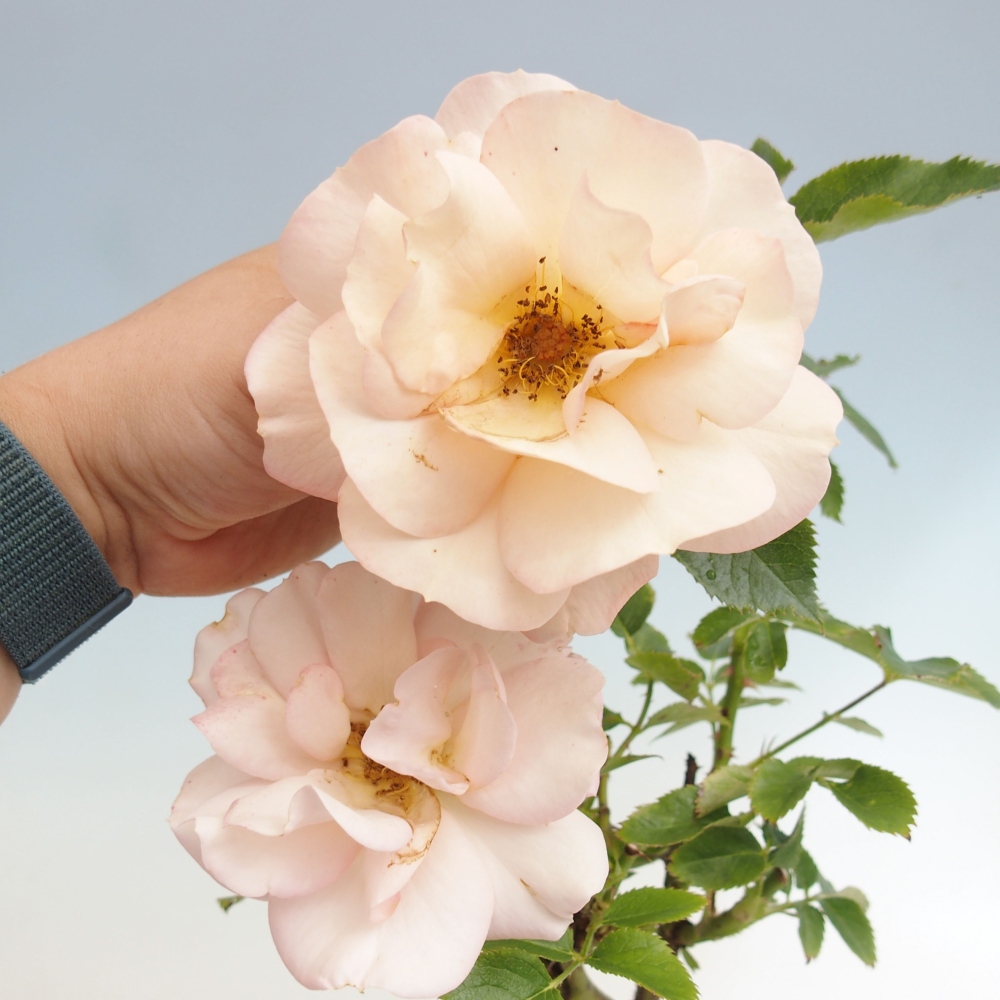 Bonsai voor buiten - Rosa Kordes - roos