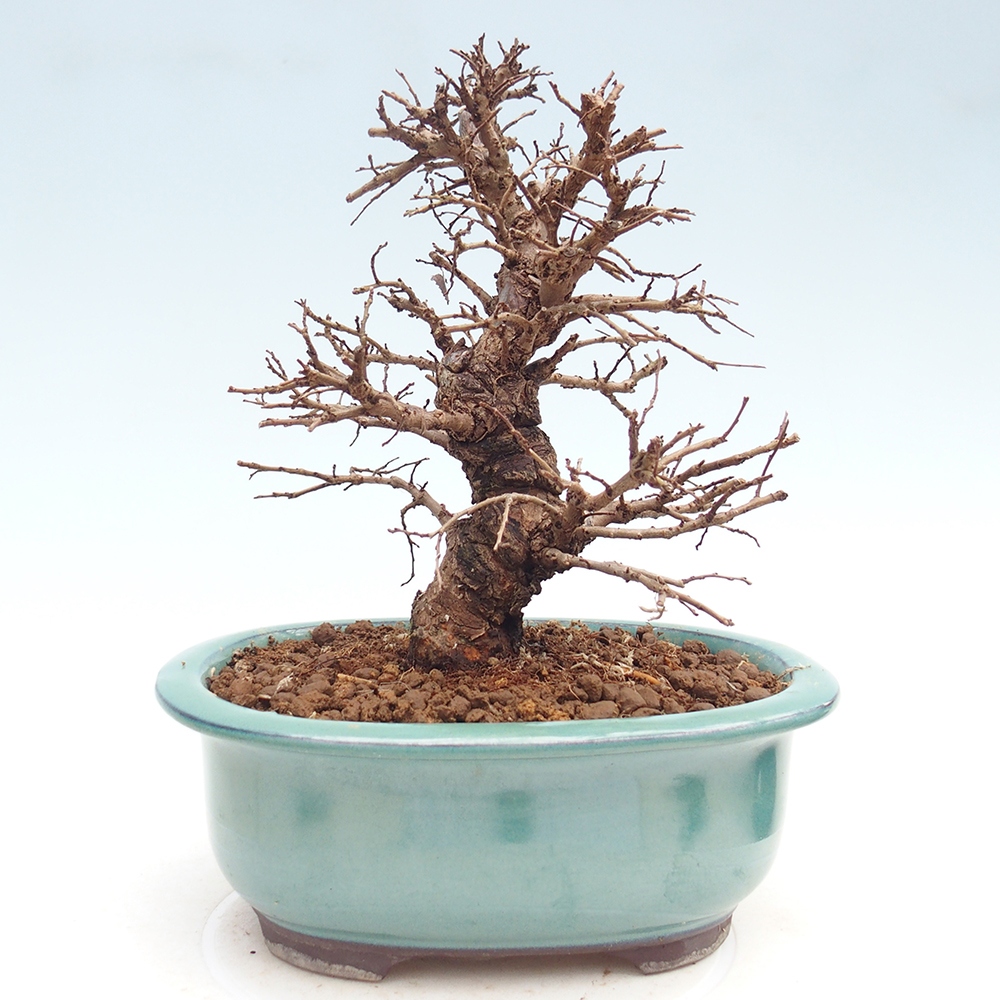 Bonsai voor buiten - Zelkova - Zelkova NIRE