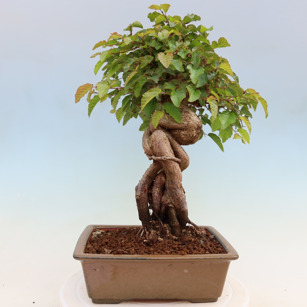 Bonsai voor buiten -Carpinus Coreana - Koreaanse haagbeuk