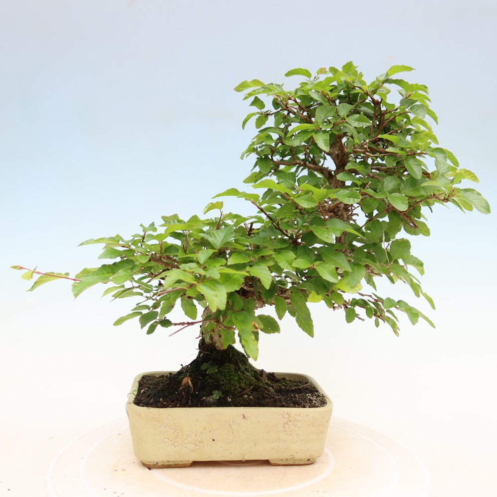 Bonsai voor buiten -Carpinus Coreana - Koreaanse haagbeuk