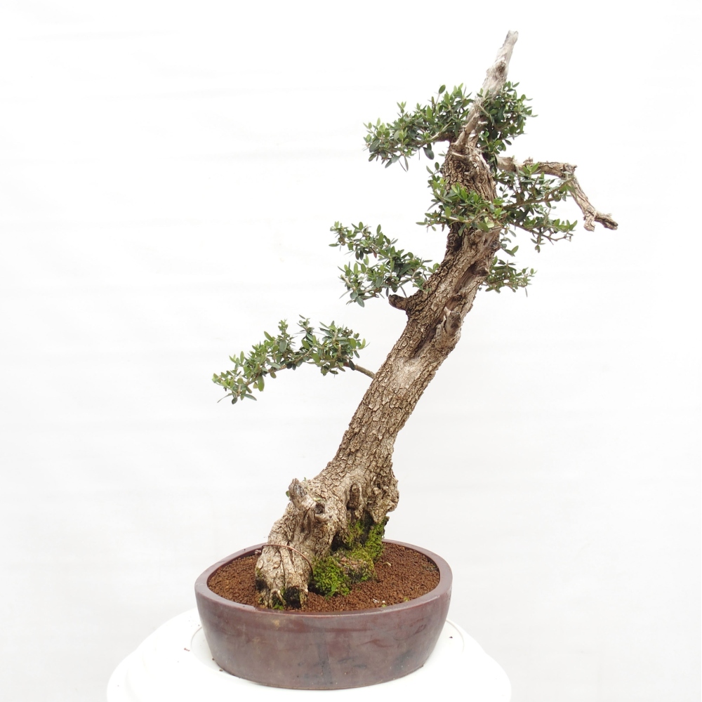 Bonsai voor binnen - Olea europaea sylvestris