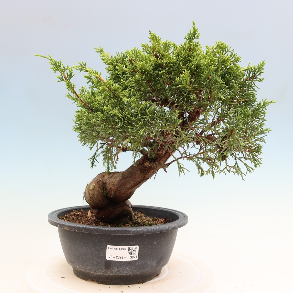 Bonsai voor buiten - Juniperus chinensis Itoigawa-Juniperus chinensis