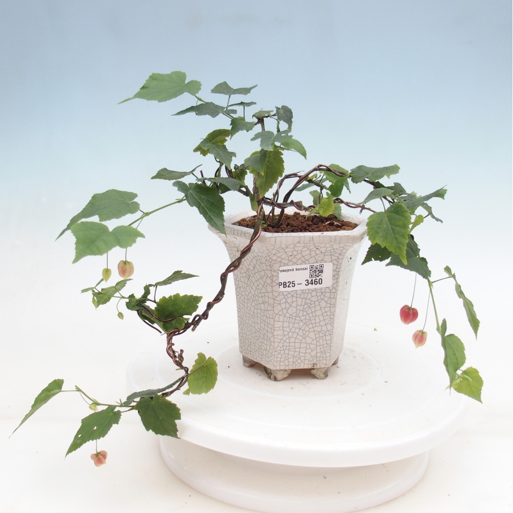 Bonsai voor binnen - Abutilon Big Bell - Cloudberry