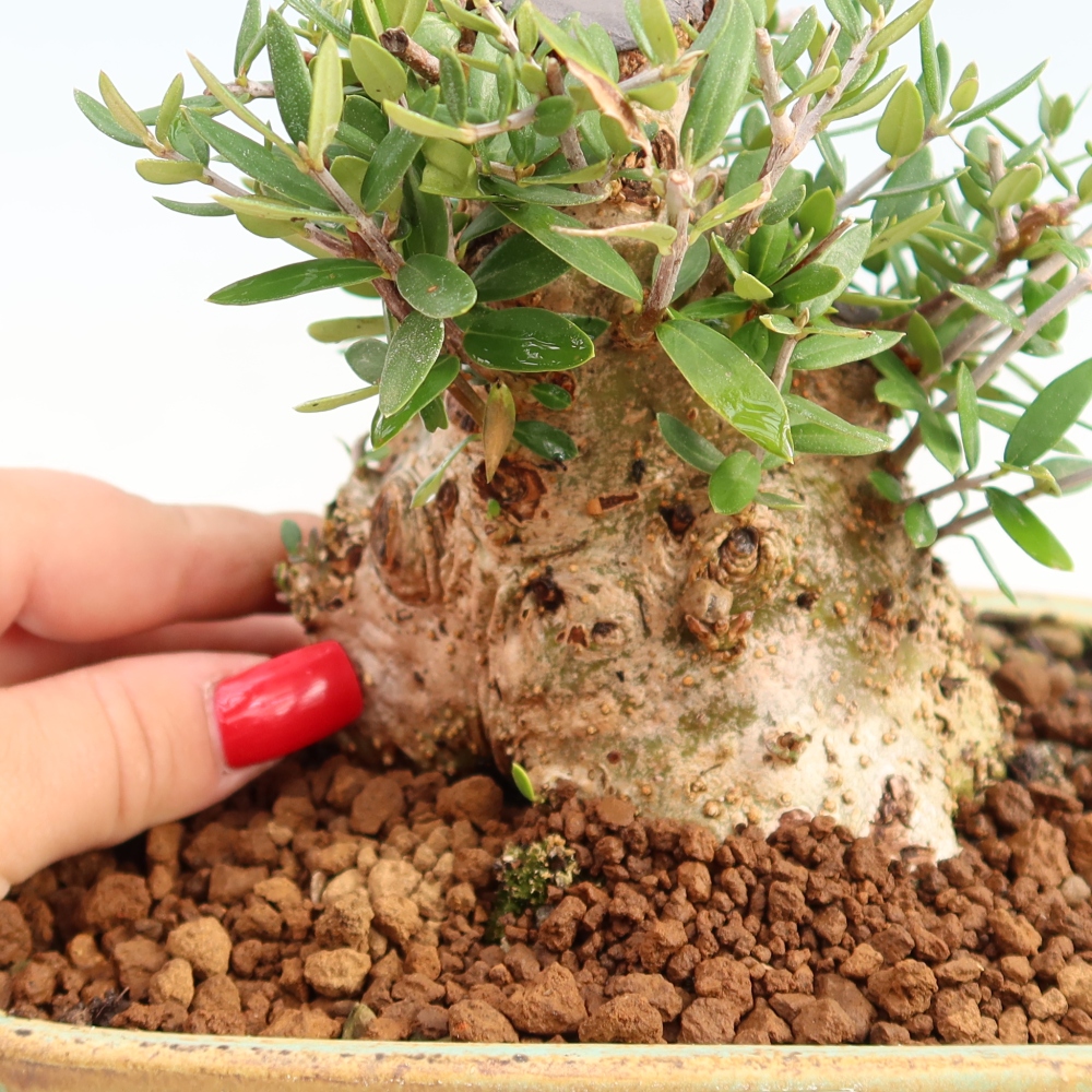 Bonsai voor binnen - Olea europaea sylvestris