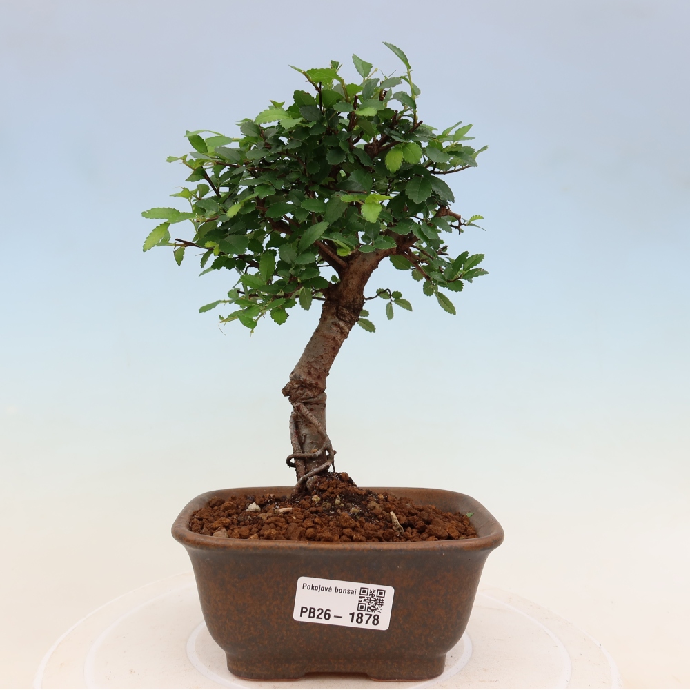 Kamerbonsai - Ulmus parvifolia - Winteriep