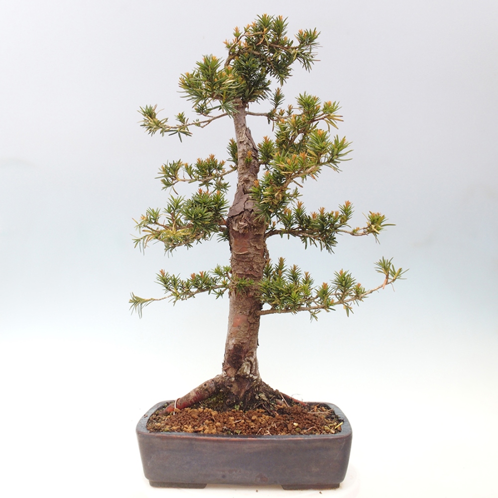 Bonsai voor buiten - Taxus cuspidata - Japanse Taxus