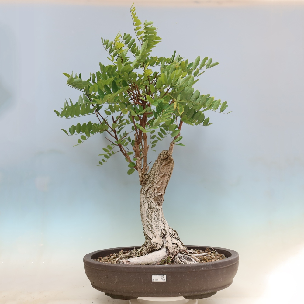 Bonsai voor buiten - Doornacacia - Robinia pseudoacacia