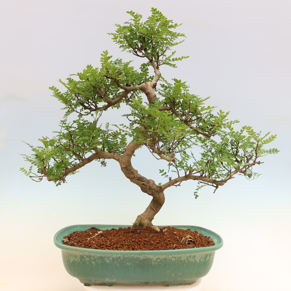 Kamerbonsai - Zantoxylum piperitum - peperboom