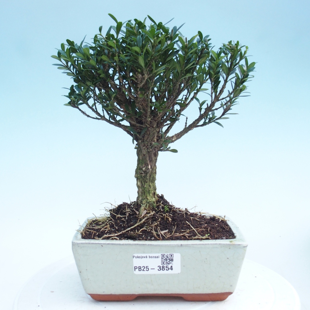 Kamerbonsai - Buxus harlandii - kurk buxus