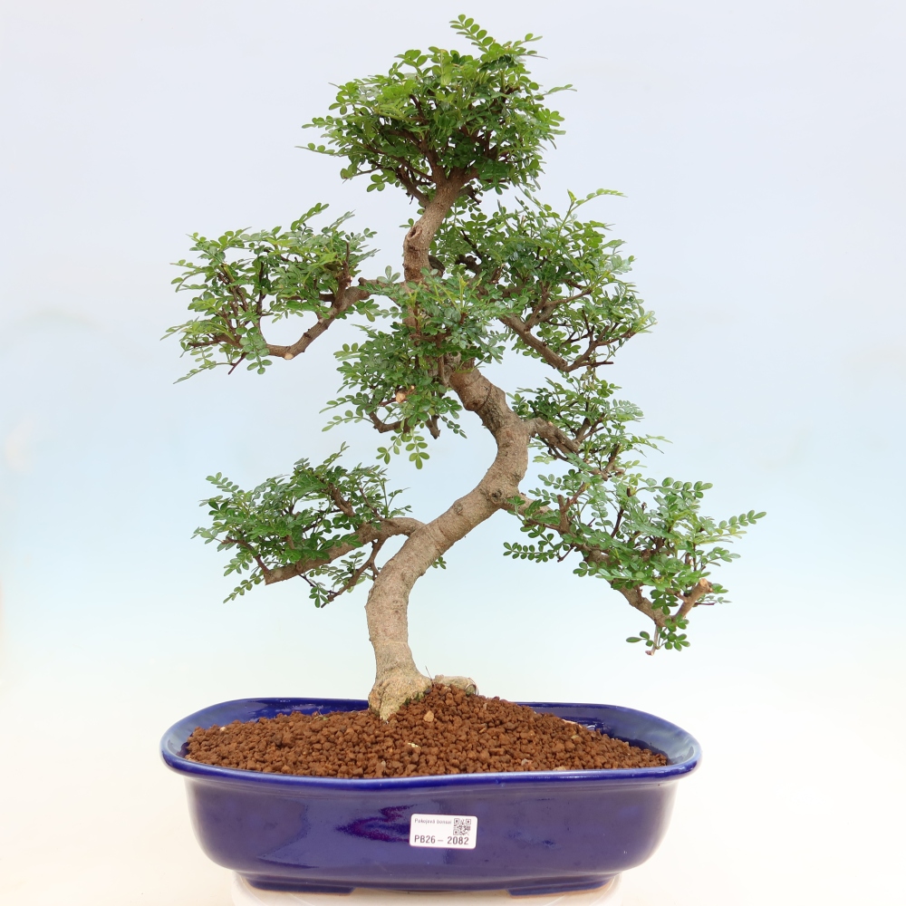 Kamerbonsai - Zantoxylum piperitum - peperboom