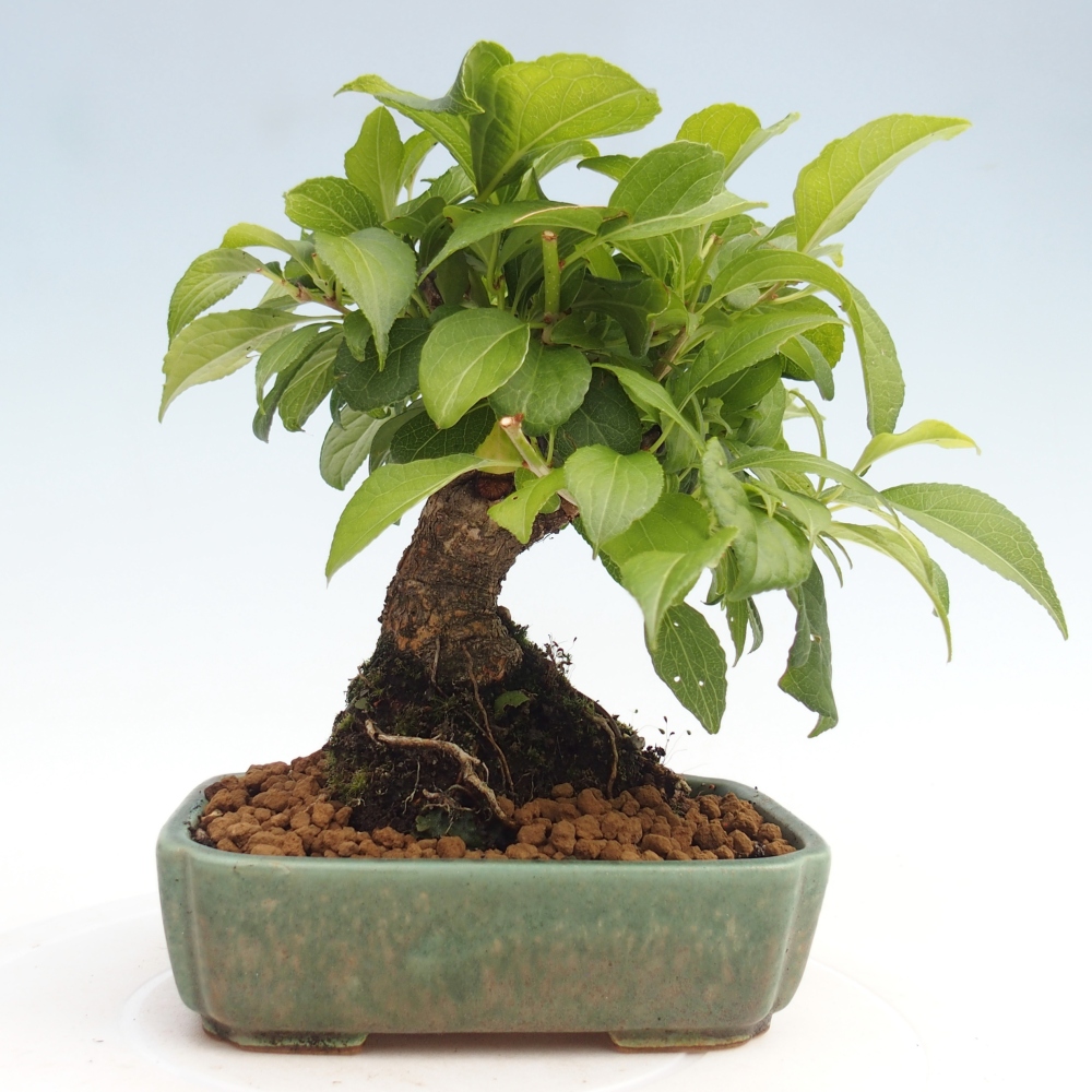 Bonsai voor buiten - Celastrus orbiculatus
